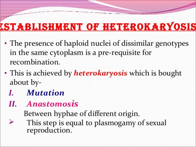 heterokaryosis in fungi